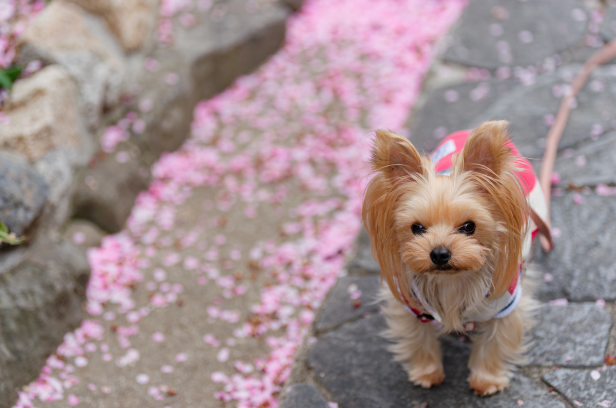 【加古川・円照寺】愛犬と行く、黄金色のミモザ＆春の花巡り