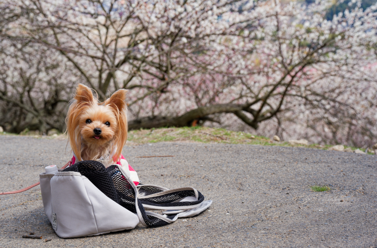 【春の絶景】ひと目2万本！愛犬と楽しむ綾部山梅林の梅だより