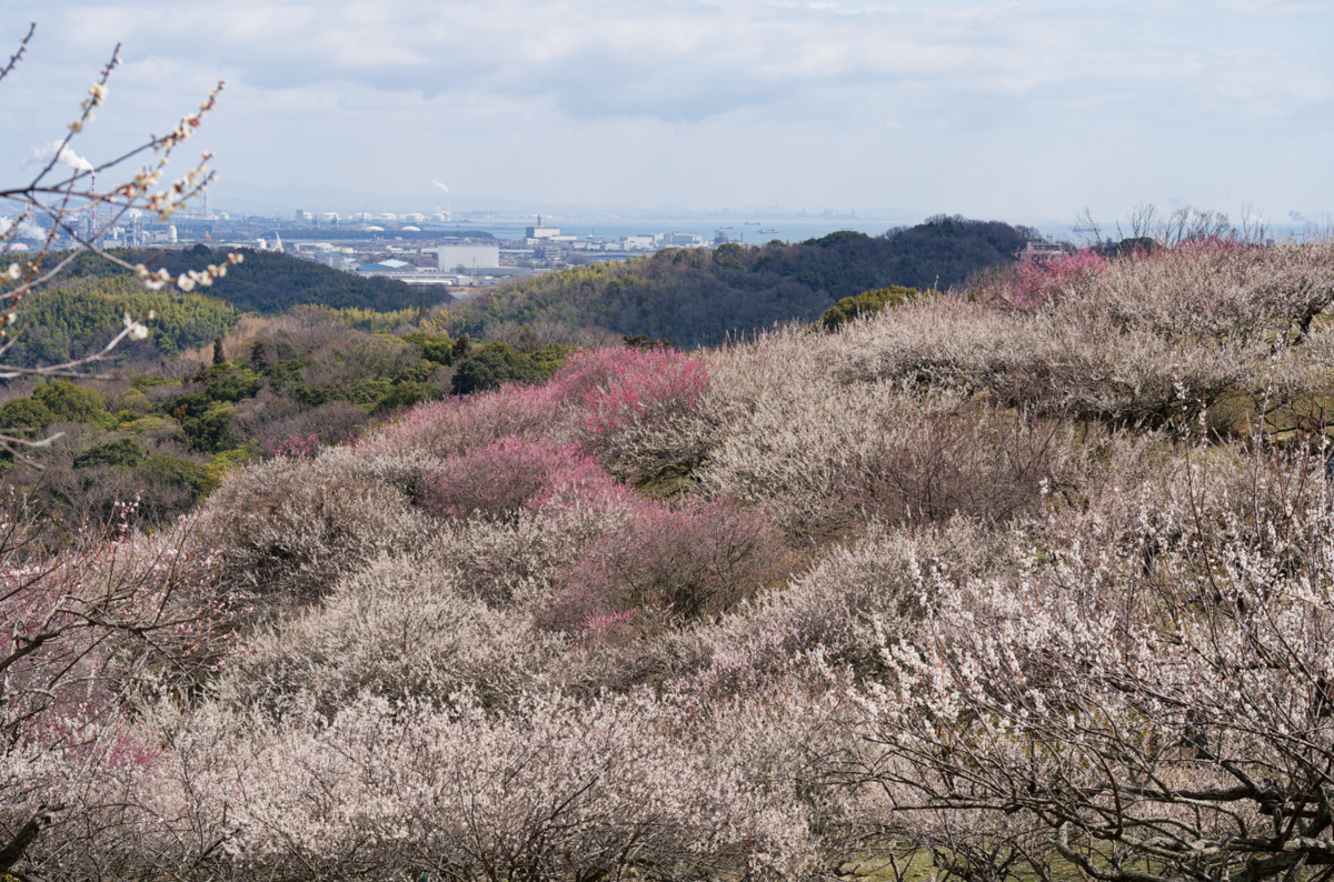 【春の絶景】ひと目2万本！愛犬と楽しむ綾部山梅林の梅だより