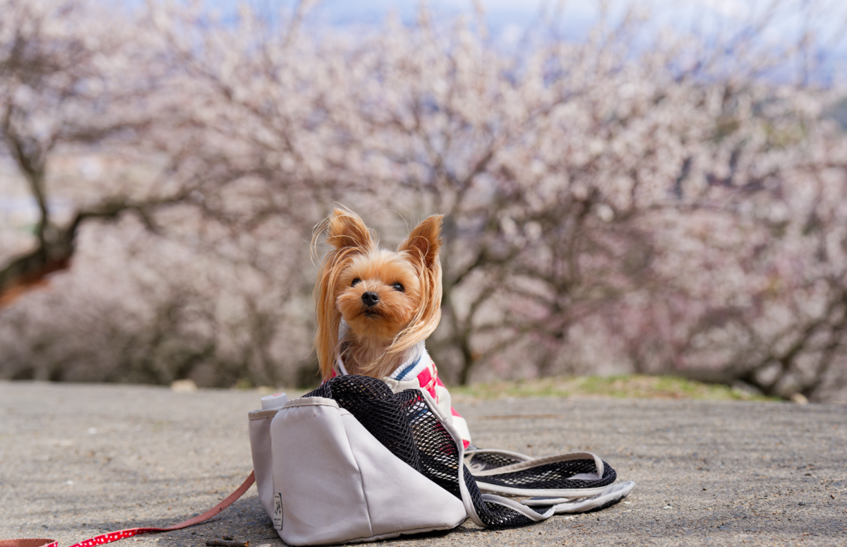 【春の絶景】ひと目2万本！愛犬と楽しむ綾部山梅林の梅だより