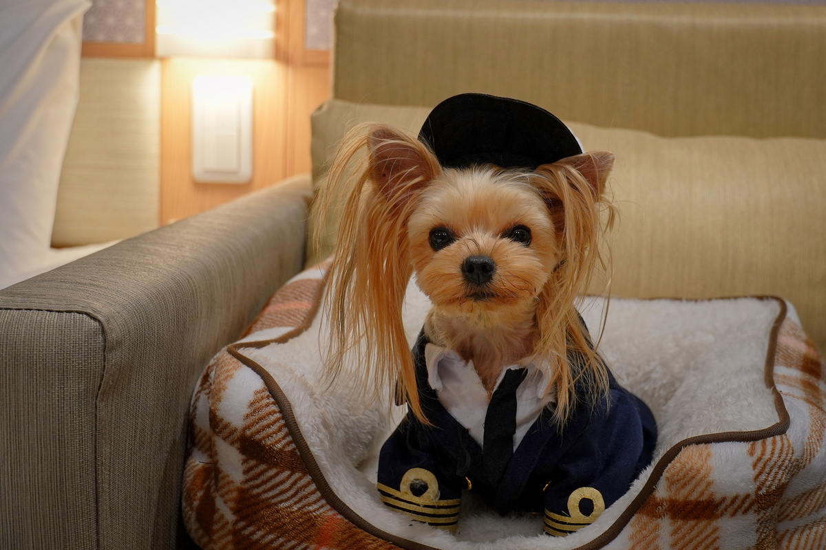 大阪から別府へ！愛犬🐾と楽しむ「さんふらわー くれない」新造船の船旅