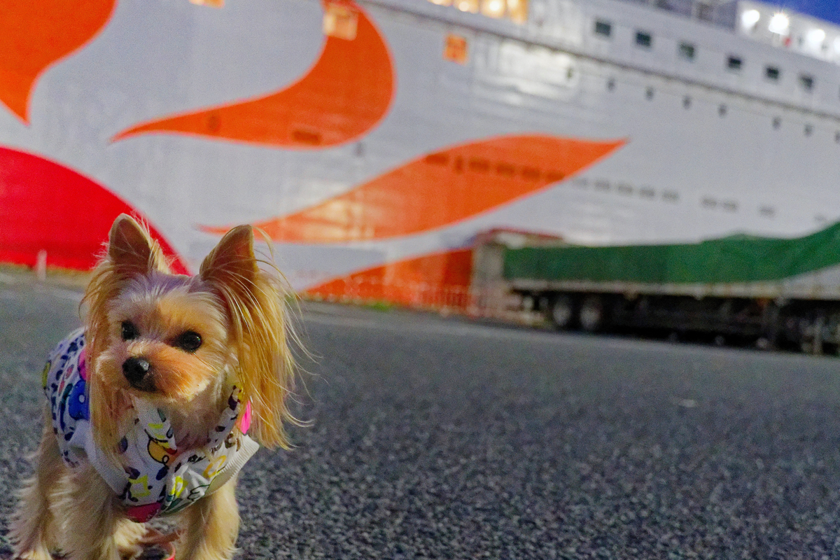 大阪から別府へ！愛犬🐾と楽しむ「さんふらわー くれない」新造船の船旅