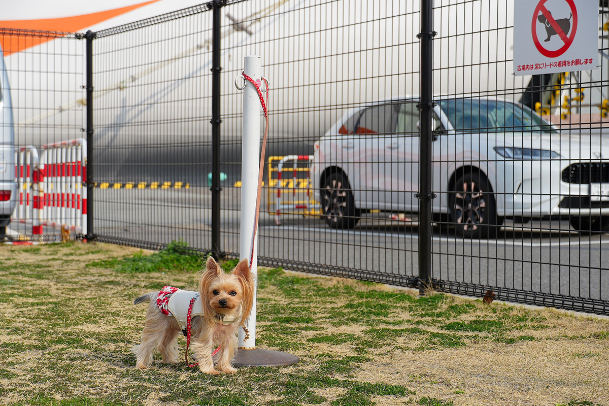大阪から別府へ！愛犬🐾と楽しむ「さんふらわー くれない」新造船の船旅