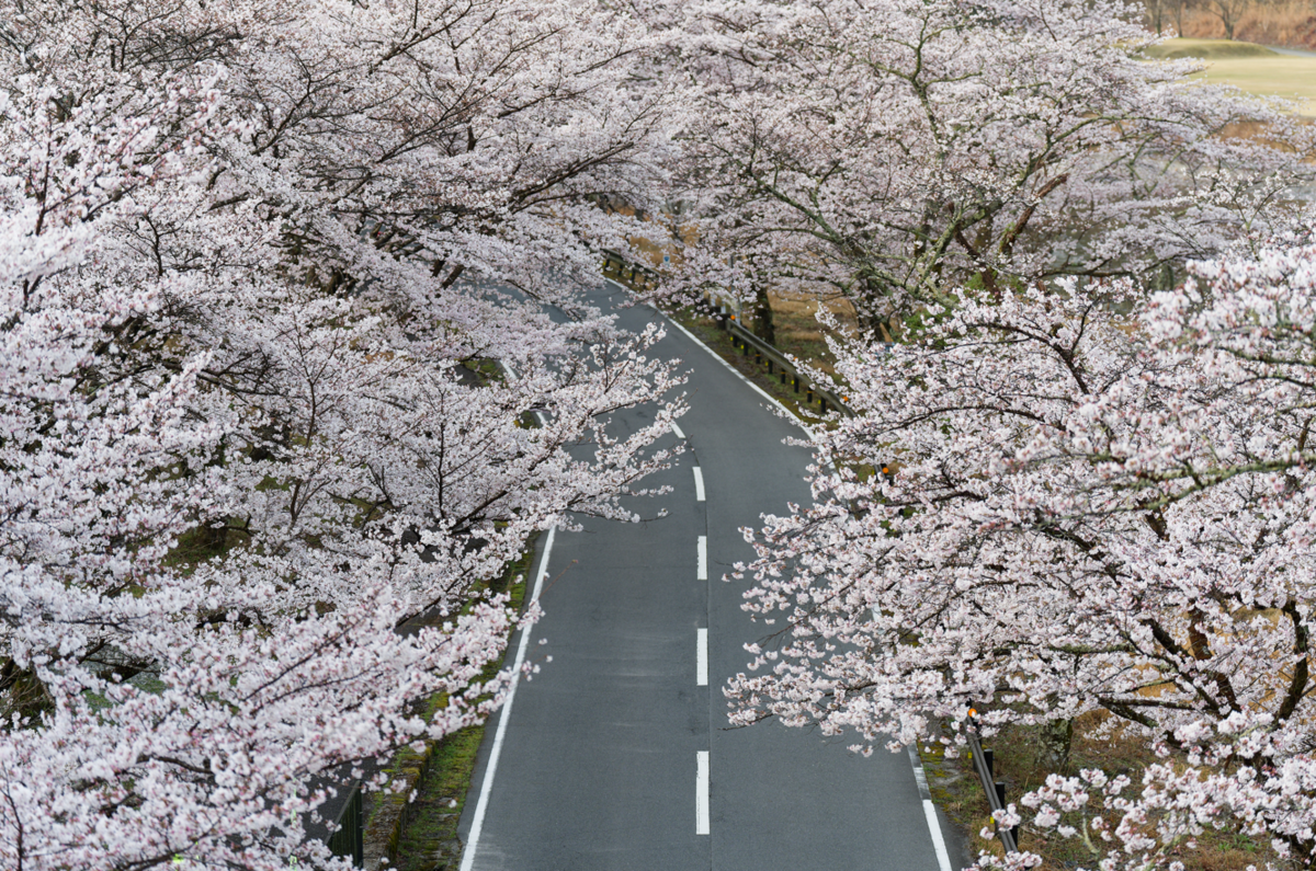 桜のトンネルに包まれて。下北山スポーツ公園で過ごす最高の春の休日