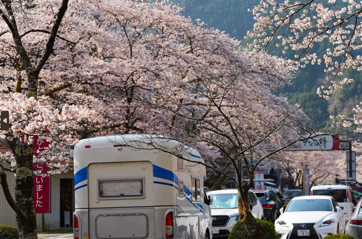 桜のトンネルに包まれて。下北山スポーツ公園で過ごす最高の春の休日
