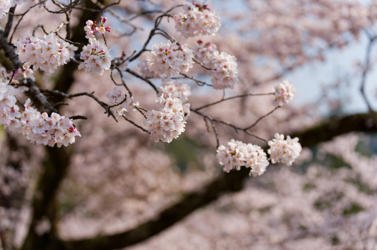 桜のトンネルに包まれて。下北山スポーツ公園で過ごす最高の春の休日