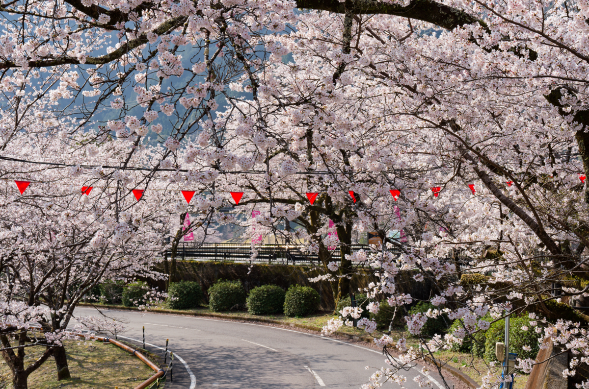 桜のトンネルに包まれて。下北山スポーツ公園で過ごす最高の春の休日