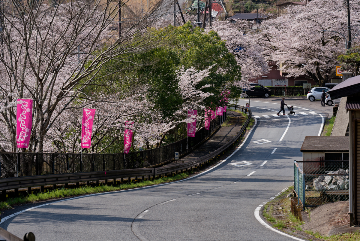 桜のトンネルに包まれて。下北山スポーツ公園で過ごす最高の春の休日
