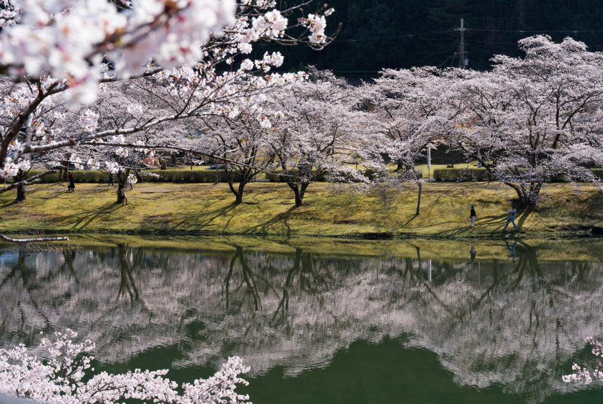 桜のトンネルに包まれて。下北山スポーツ公園で過ごす最高の春の休日