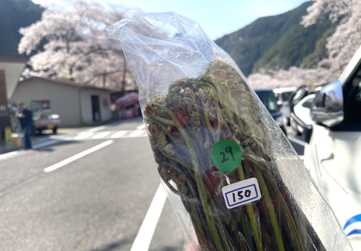 桜のトンネルに包まれて。下北山スポーツ公園で過ごす最高の春の休日