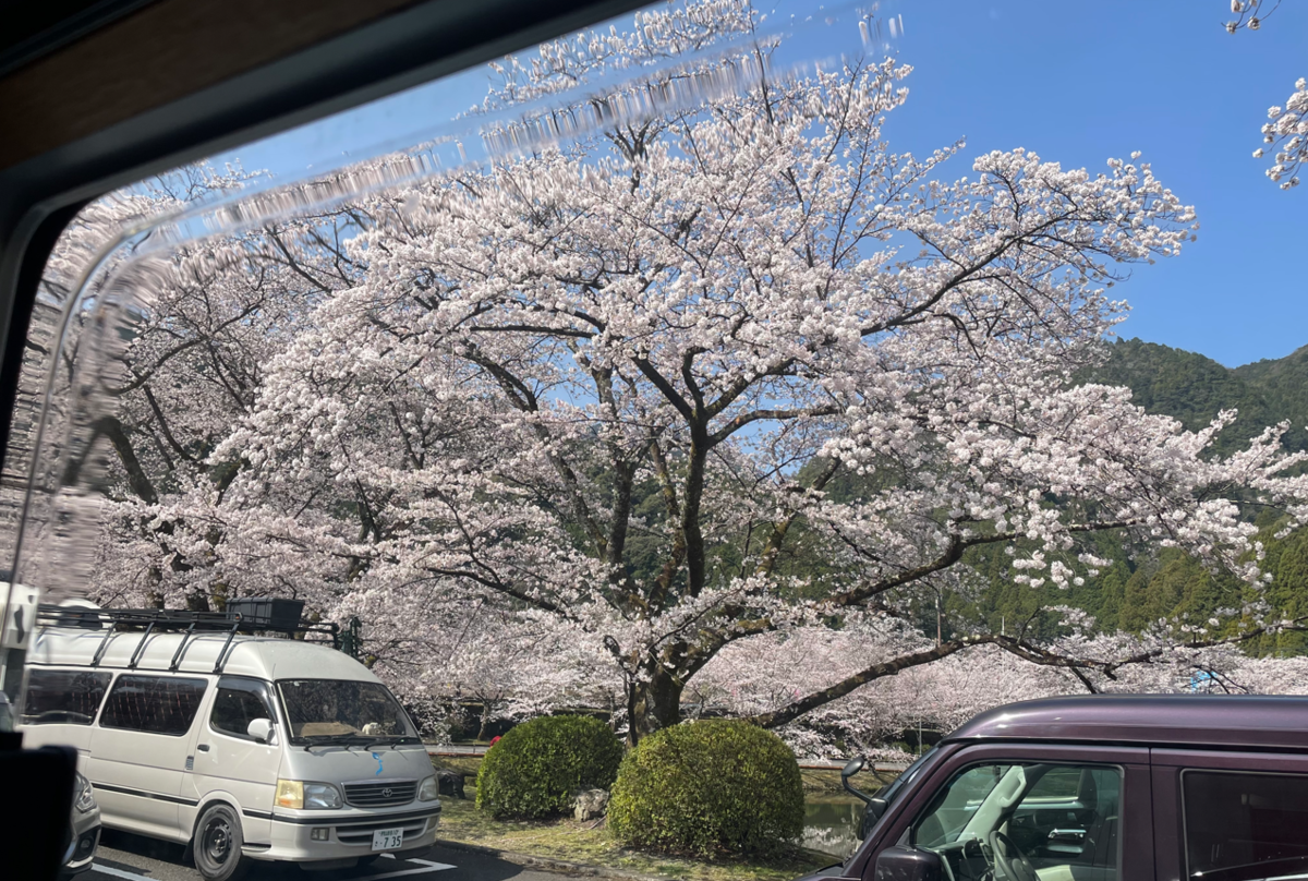 桜のトンネルに包まれて。下北山スポーツ公園で過ごす最高の春の休日