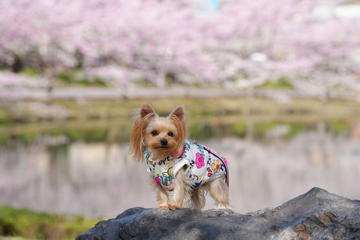 桜のトンネルに包まれて。下北山スポーツ公園で過ごす最高の春の休日