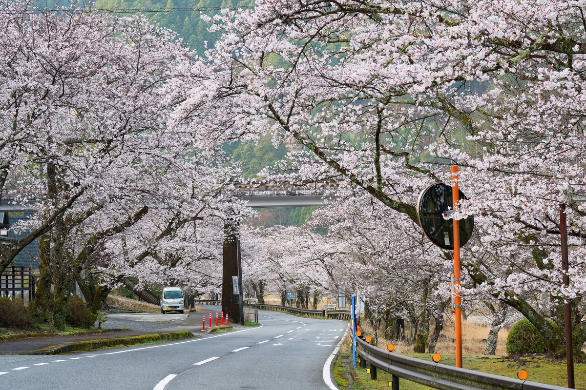 桜のトンネルに包まれて。下北山スポーツ公園で過ごす最高の春の休日