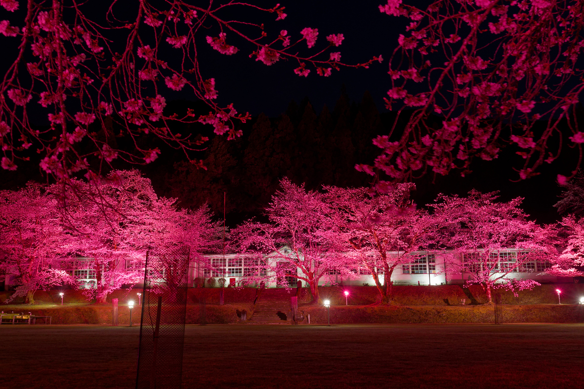 🌸 桜とピンクの校舎が紡ぐ、春の忘れもの｜旧神上中学校