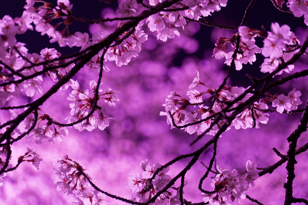 🌸 桜とピンクの校舎が紡ぐ、春の忘れもの｜旧神上中学校