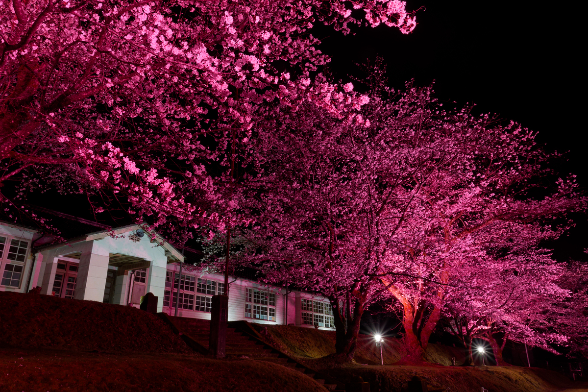 🌸 桜とピンクの校舎が紡ぐ、春の忘れもの｜旧神上中学校