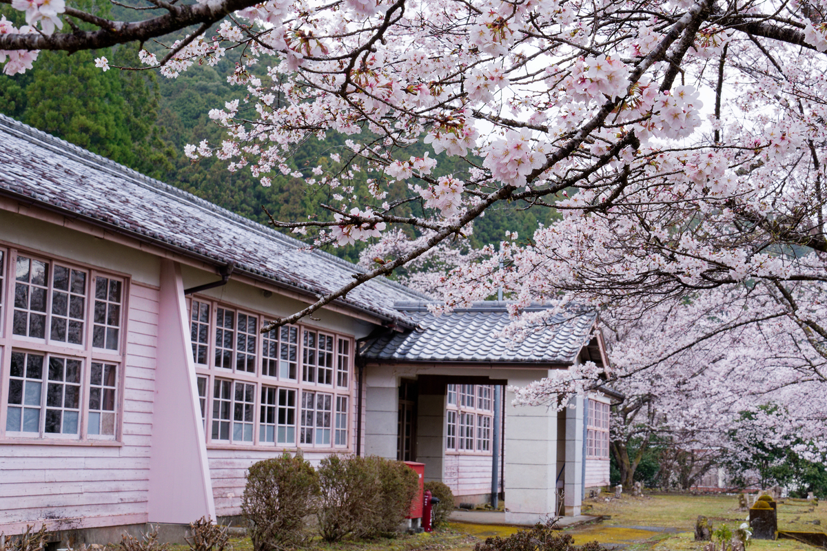 🌸 桜とピンクの校舎が紡ぐ、春の忘れもの｜旧神上中学校