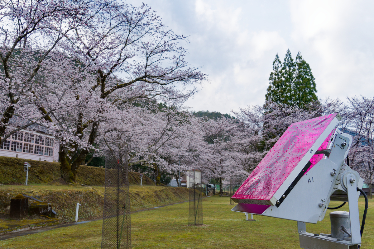 🌸 桜とピンクの校舎が紡ぐ、春の忘れもの｜旧神上中学校