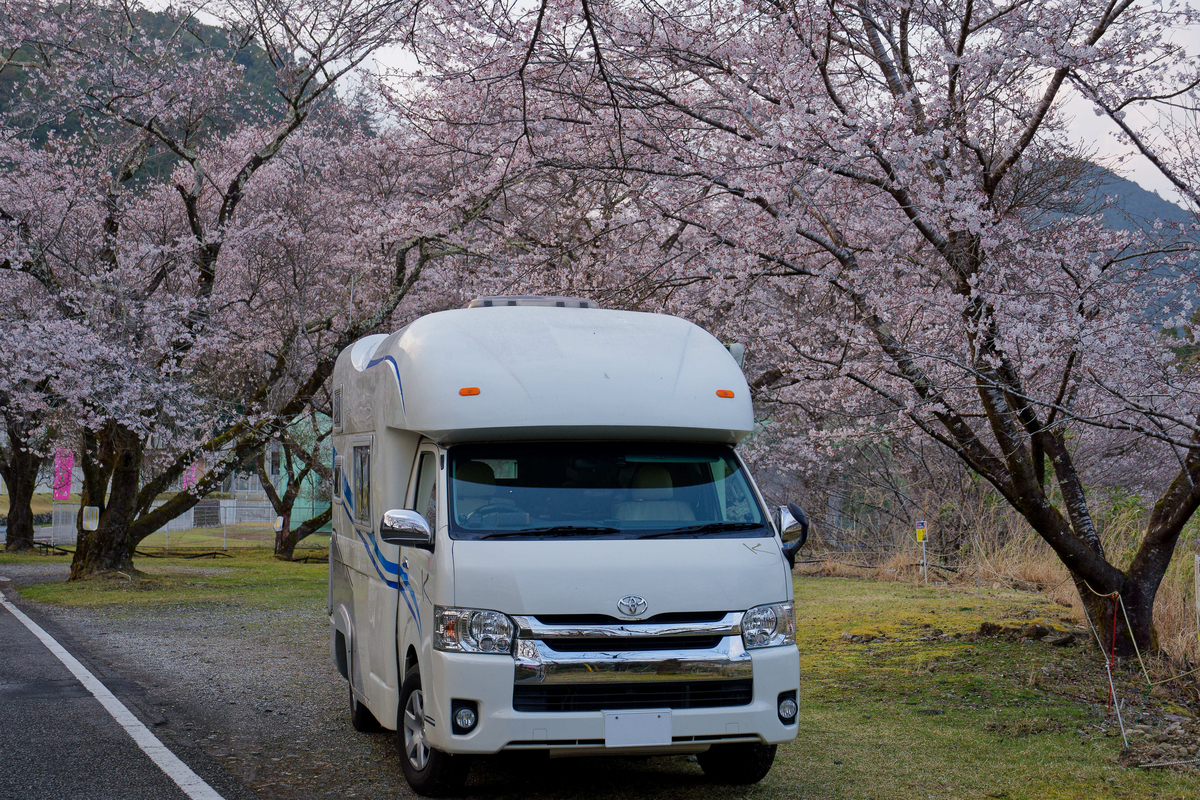 🌸 桜とピンクの校舎が紡ぐ、春の忘れもの｜旧神上中学校