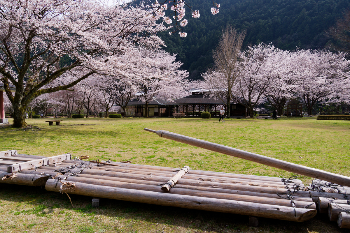 【和歌山・北山村】飛び地の楽園「道の駅 おくとろ」で愛犬と満喫する満開の桜🌸