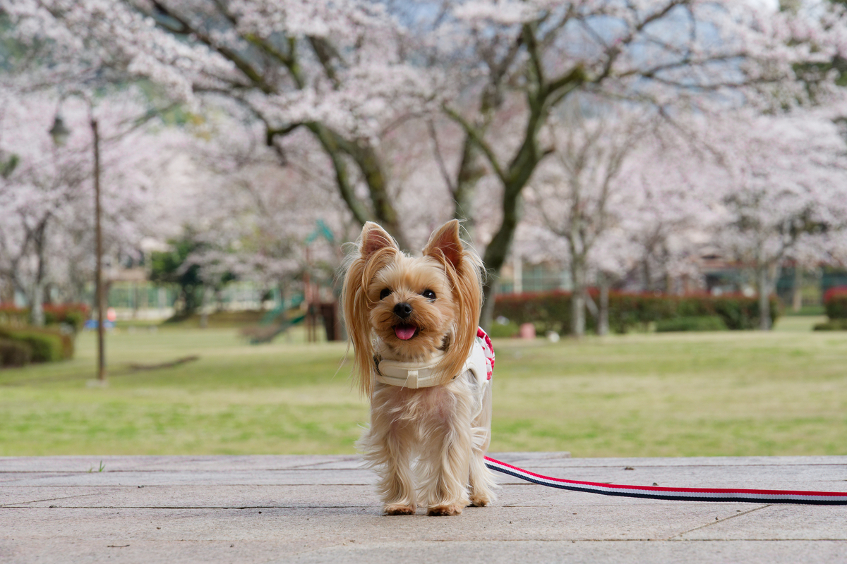 【和歌山・北山村】飛び地の楽園「道の駅 おくとろ」で愛犬と満喫する満開の桜🌸