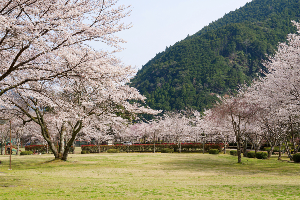 【和歌山・北山村】飛び地の楽園「道の駅 おくとろ」で愛犬と満喫する満開の桜🌸