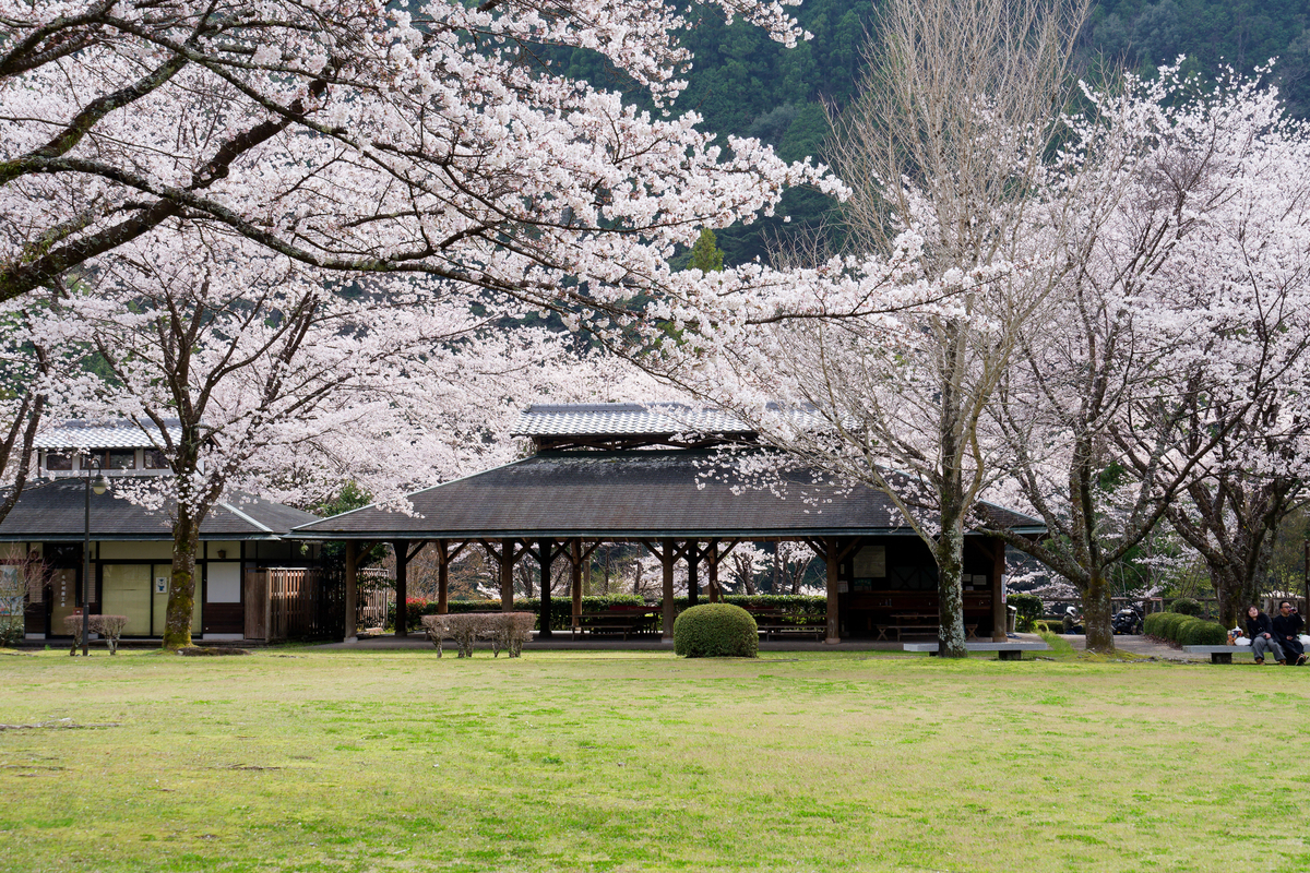 【和歌山・北山村】飛び地の楽園「道の駅 おくとろ」で愛犬と満喫する満開の桜🌸