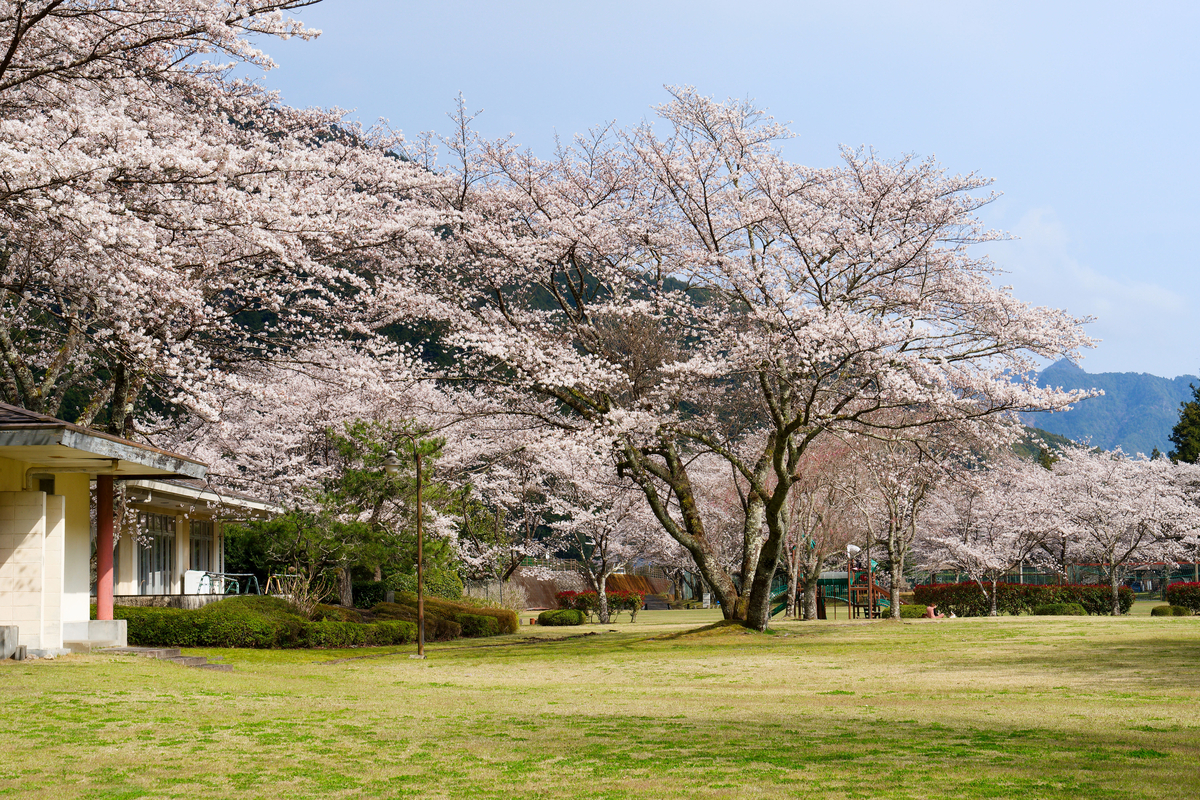 【和歌山・北山村】飛び地の楽園「道の駅 おくとろ」で愛犬と満喫する満開の桜🌸