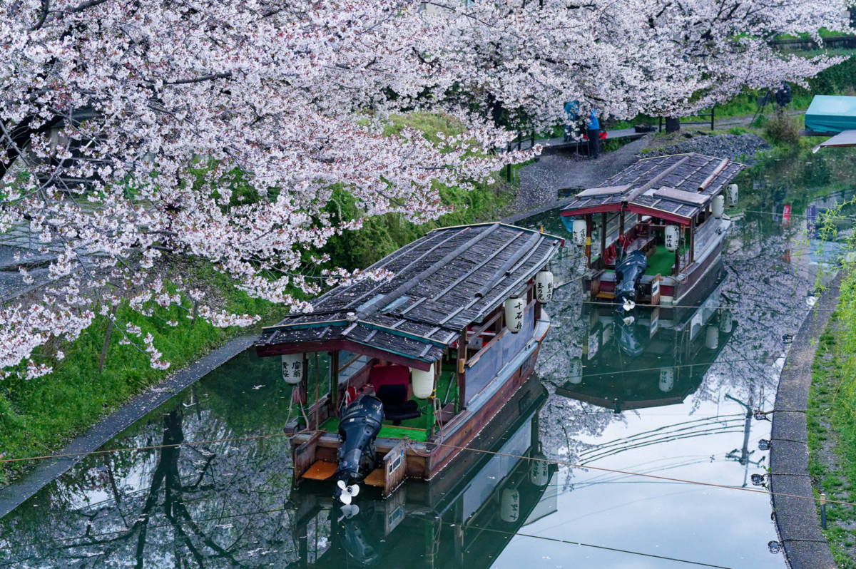 【京都・伏見】水辺を彩る桜のトンネル。十石舟がゆく景色をのんびり散策🌸