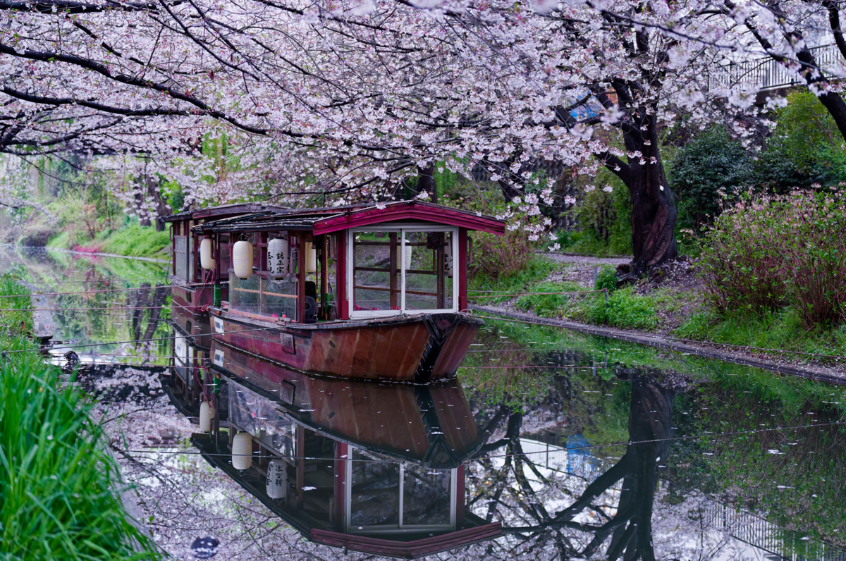 【京都・伏見】水辺を彩る桜のトンネル。十石舟がゆく景色をのんびり散策🌸