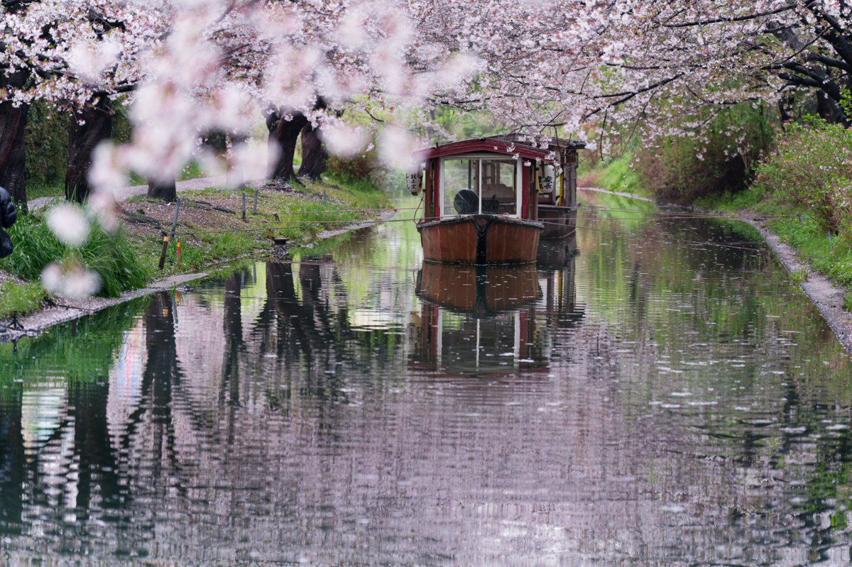 【京都・伏見】水辺を彩る桜のトンネル。十石舟がゆく景色をのんびり散策🌸
