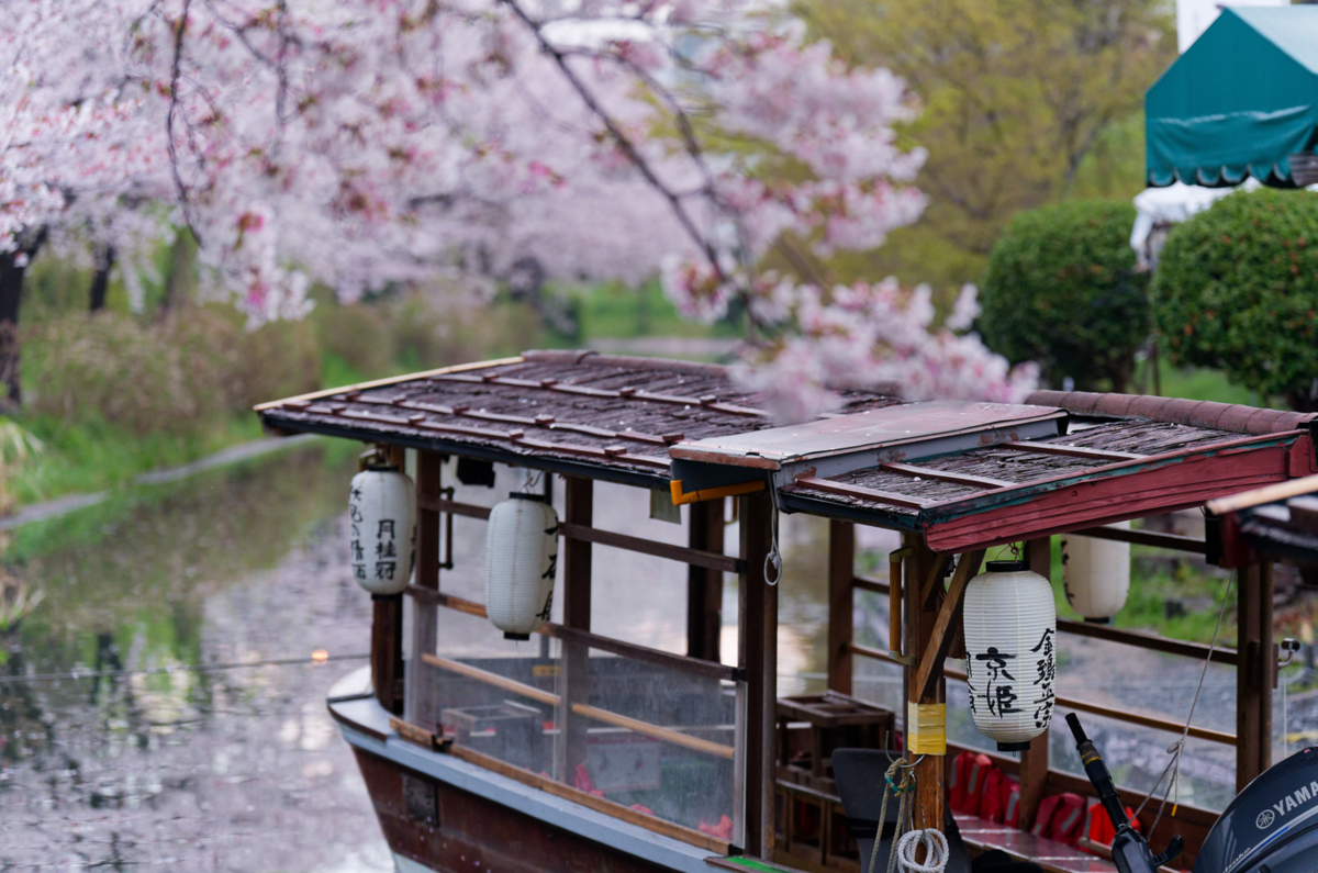 【京都・伏見】水辺を彩る桜のトンネル。十石舟がゆく景色をのんびり散策🌸
