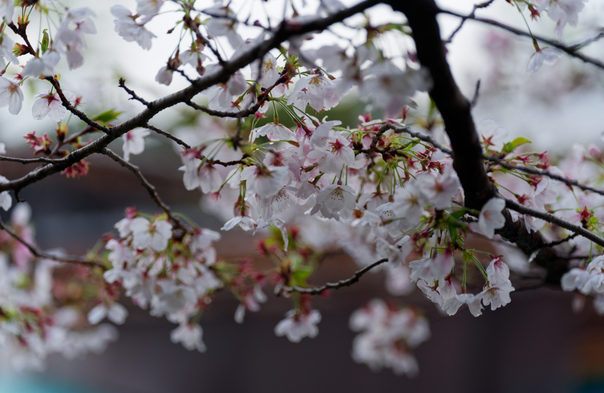 【京都・伏見】水辺を彩る桜のトンネル。十石舟がゆく景色をのんびり散策🌸