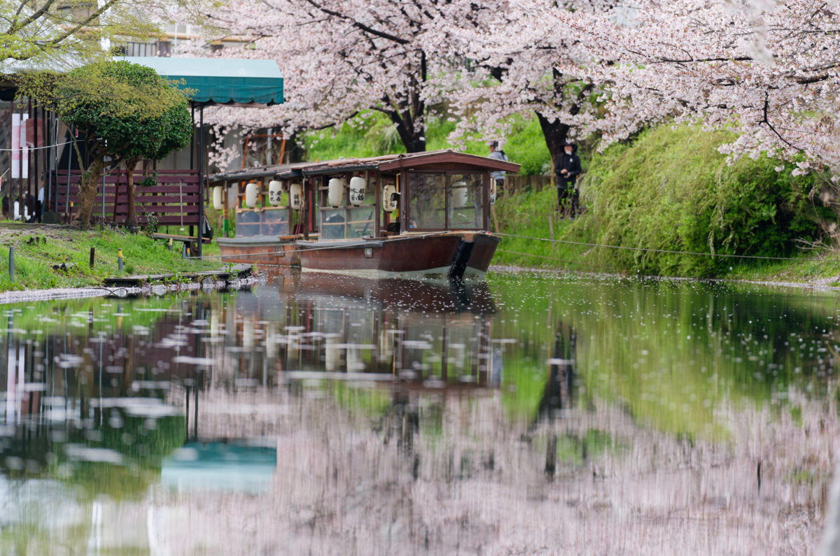 【京都・伏見】水辺を彩る桜のトンネル。十石舟がゆく景色をのんびり散策🌸