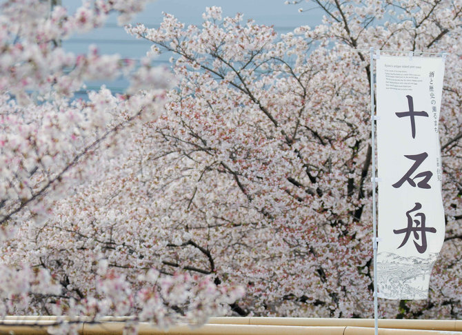 【京都・伏見】水辺を彩る桜のトンネル。十石舟がゆく景色をのんびり散策🌸