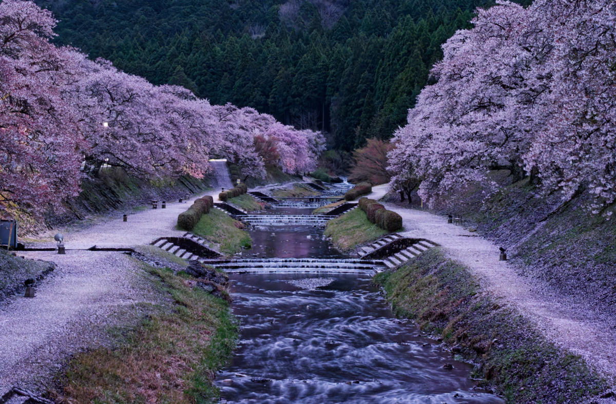 鈴鹿の山に抱かれた桜の郷、鮎河千本桜へ