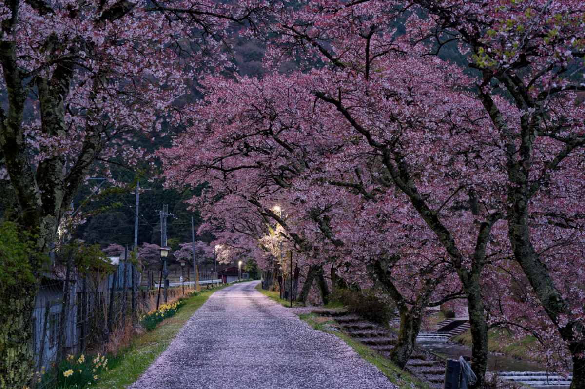 鈴鹿の山に抱かれた桜の郷、鮎河千本桜へ