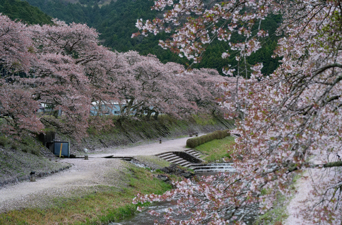 鈴鹿の山に抱かれた桜の郷、鮎河千本桜へ