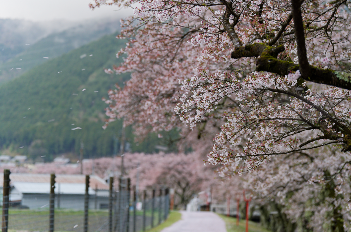 鈴鹿の山に抱かれた桜の郷、鮎河千本桜へ