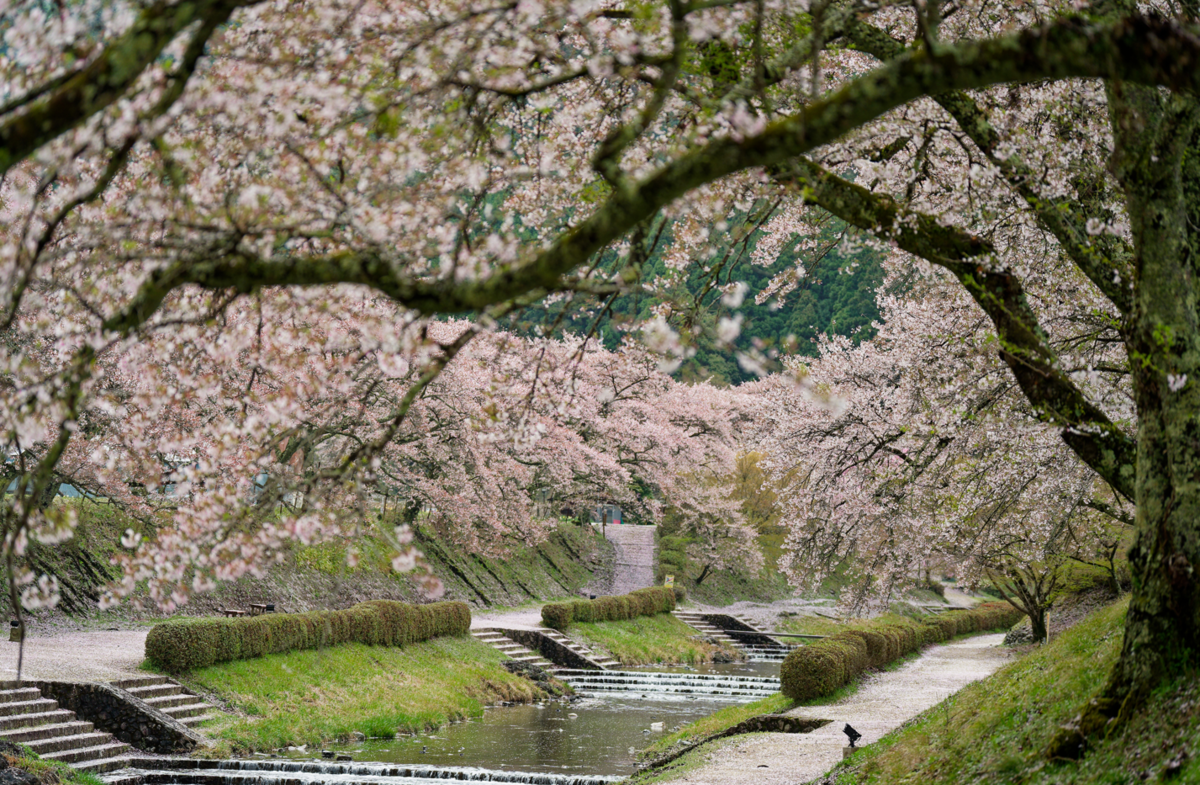 鈴鹿の山に抱かれた桜の郷、鮎河千本桜へ