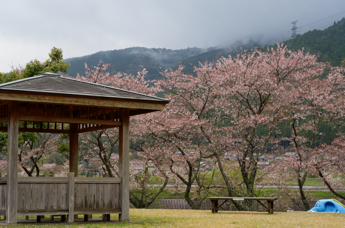 鈴鹿の山に抱かれた桜の郷、鮎河千本桜へ