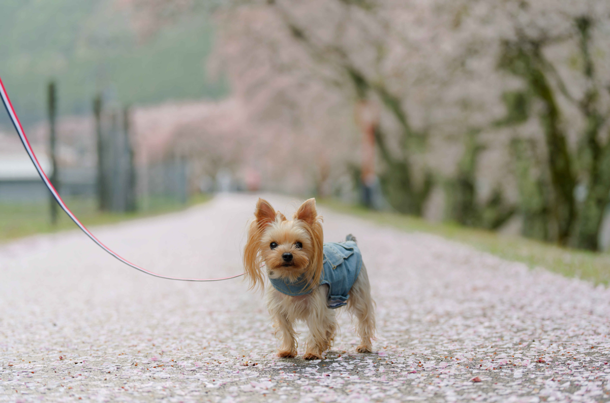 鈴鹿の山に抱かれた桜の郷、鮎河千本桜へ