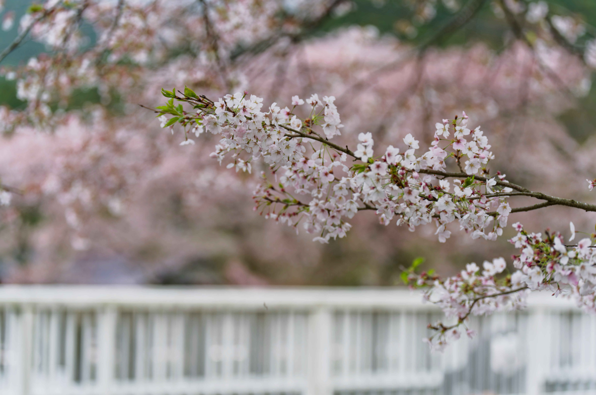 鈴鹿の山に抱かれた桜の郷、鮎河千本桜へ