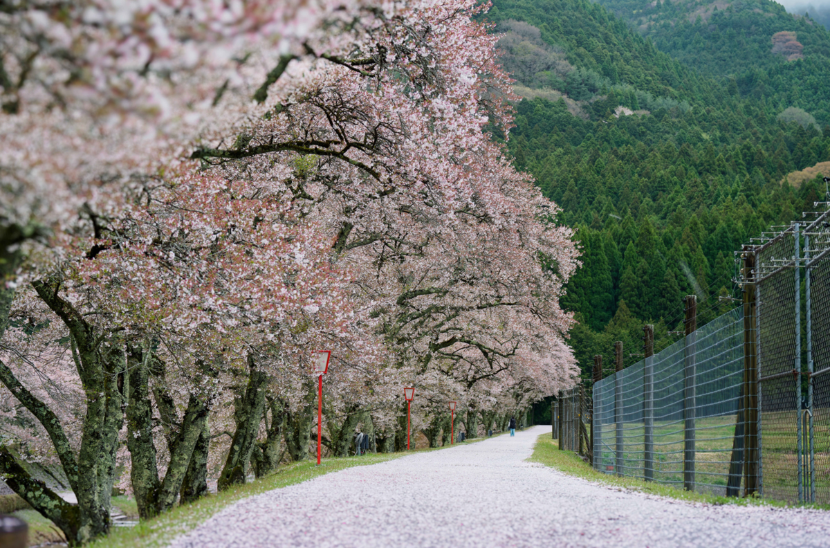 鈴鹿の山に抱かれた桜の郷、鮎河千本桜へ