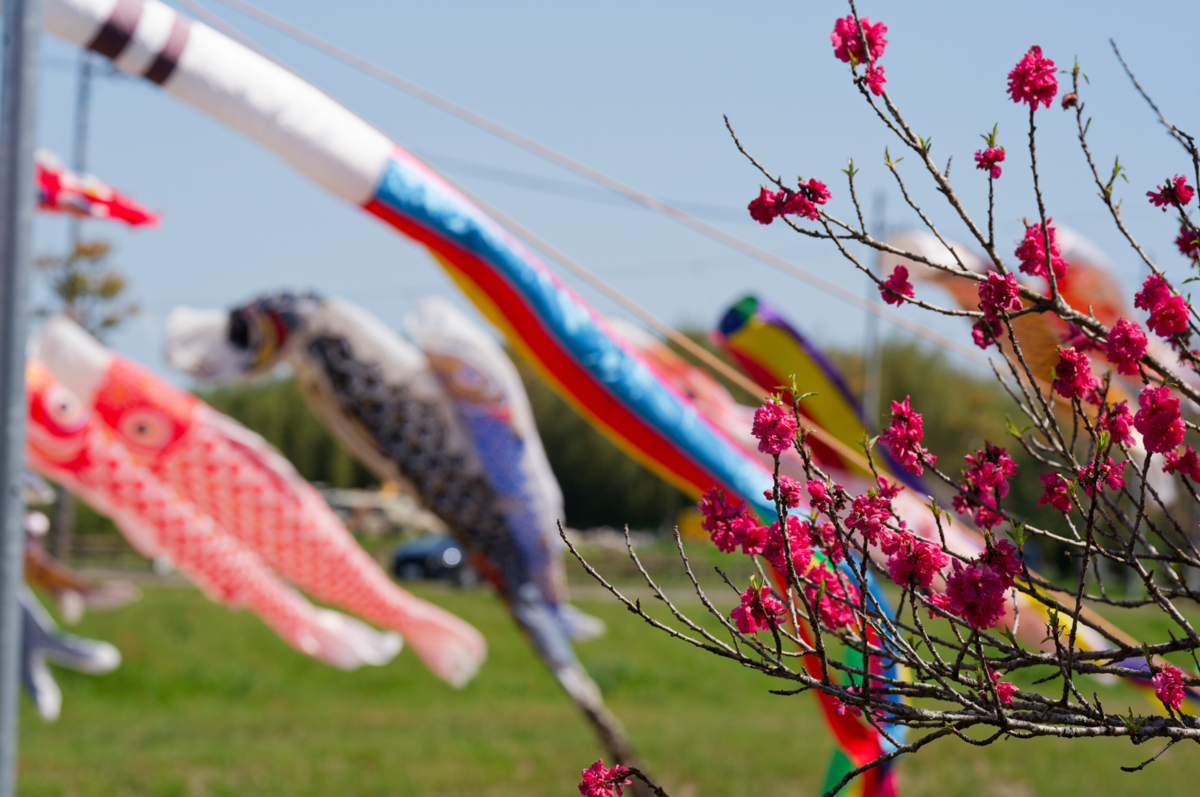 【春爛漫】善光寺川の鯉のぼり🎏と花桃🌸を見に行ってきました！
