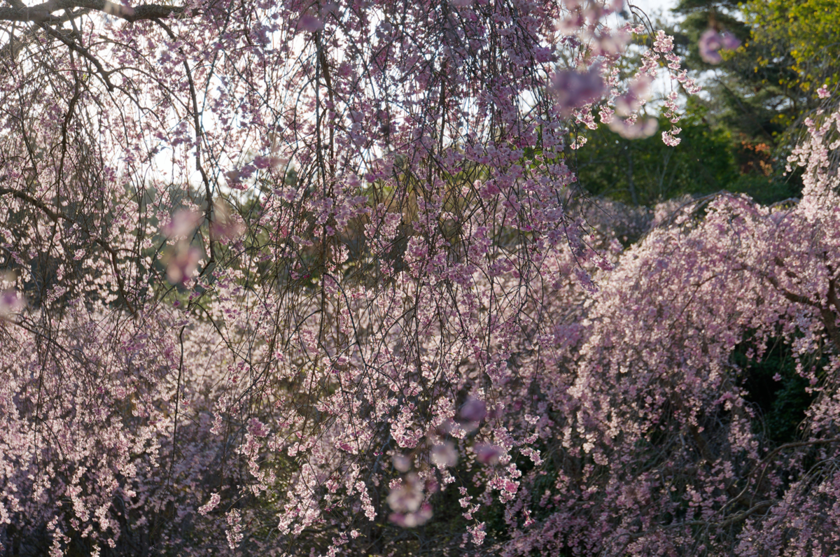 銀壁に染まる桜色🌸。MIHO MUSEUMで狙う究極のトンネル・リフレクション
