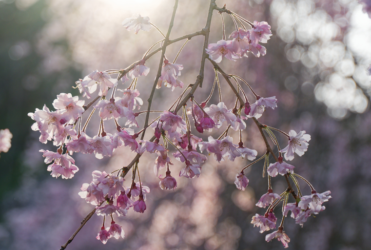 銀壁に染まる桜色🌸。MIHO MUSEUMで狙う究極のトンネル・リフレクション