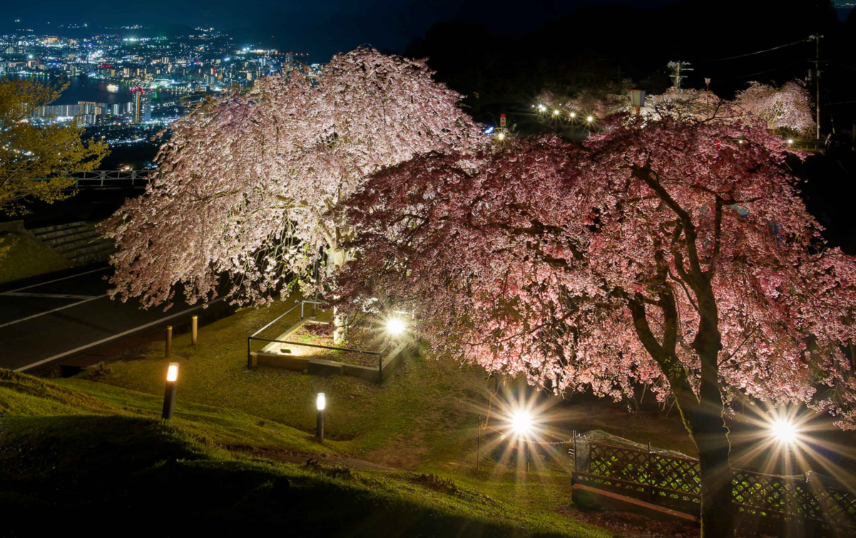 夢見が丘展望台、光と花の幻想：夜桜🌸観賞記