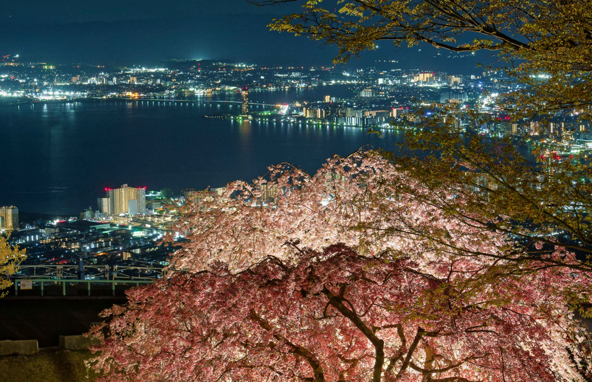 夢見が丘展望台、光と花の幻想：夜桜🌸観賞記