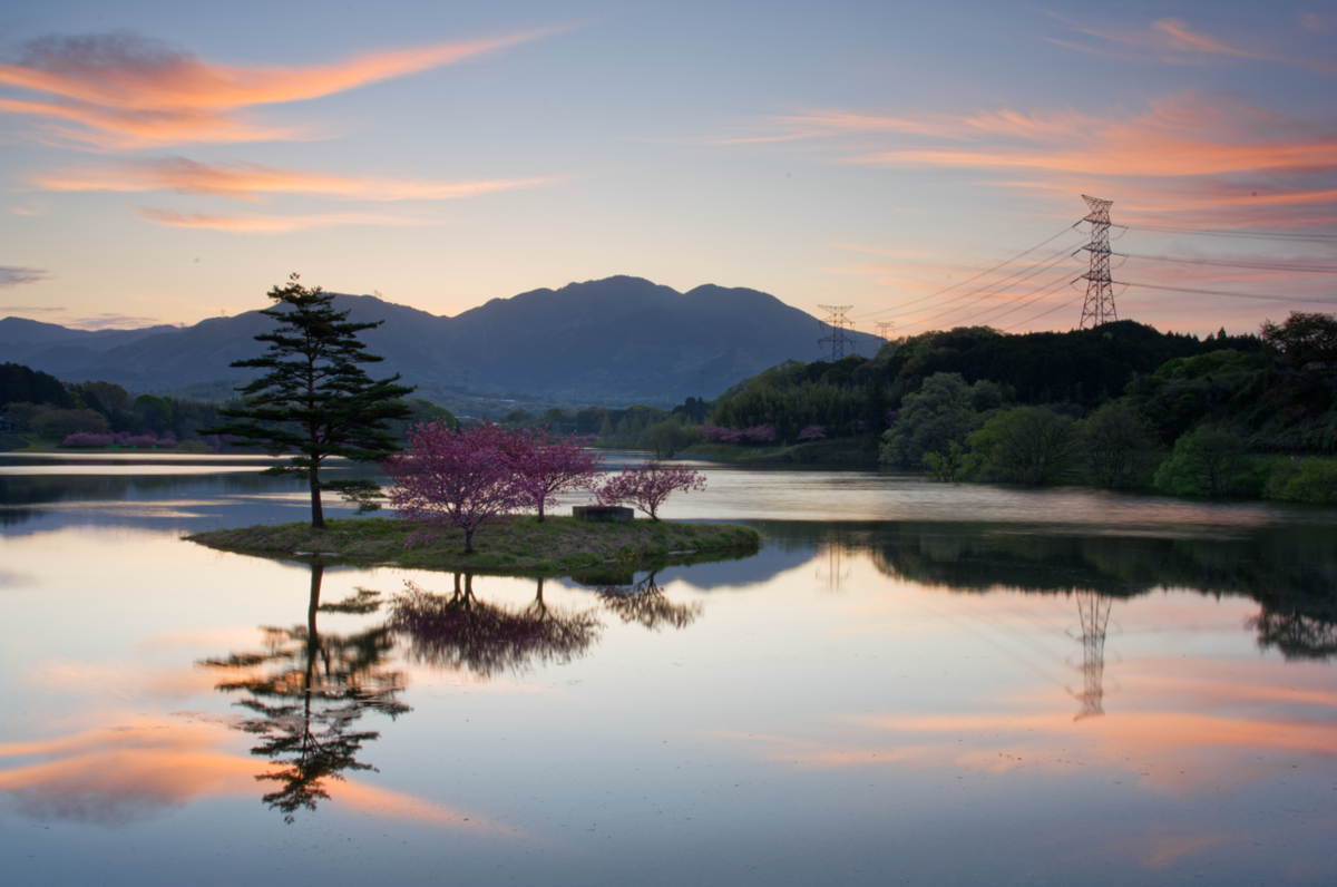 🌸 湖面に浮かぶ桜の島、日野川ダムの「八重桜」が美しすぎた